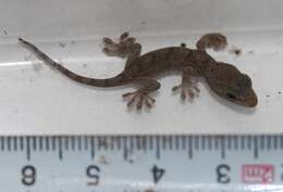 Image of Schlegel's Japanese Gecko