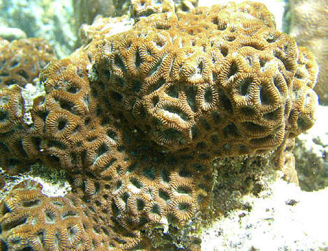 Image of Hard coral