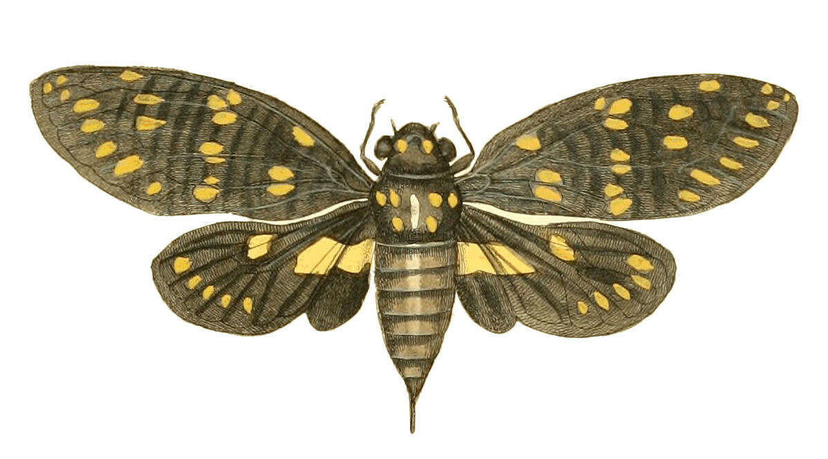 Image of Gaeana maculata (Drury 1773)