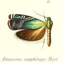 Image of Irianassa sapphiropa Meyrick 1905