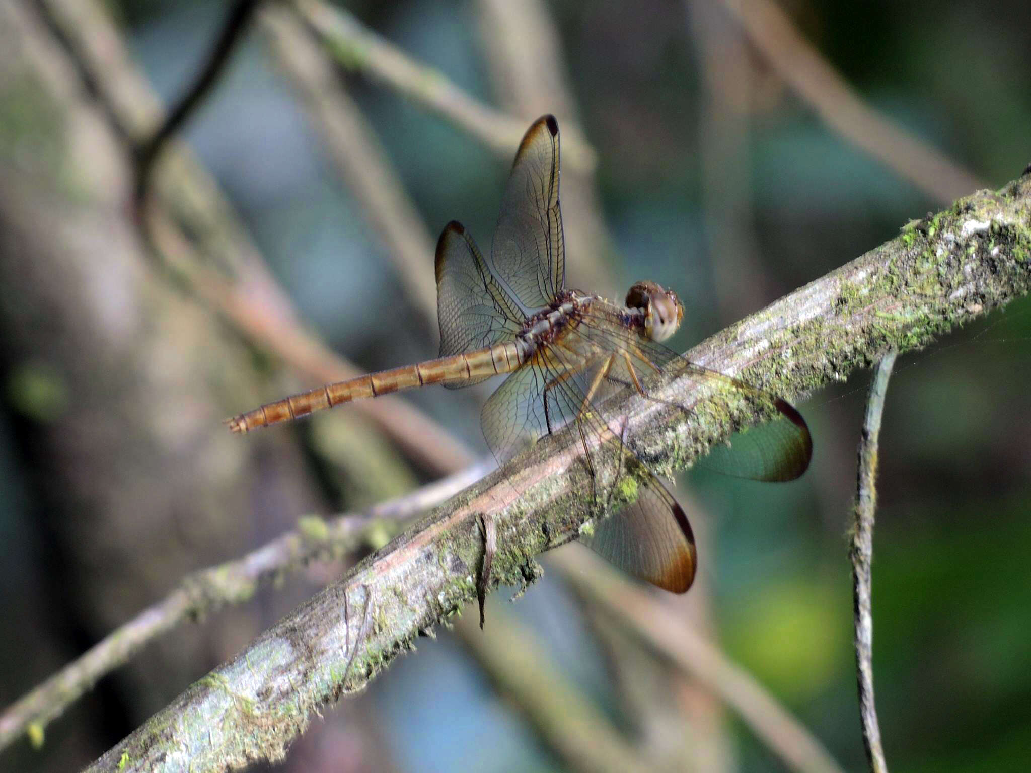 Sivun Erythrodiplax umbrata (Linnaeus 1758) kuva