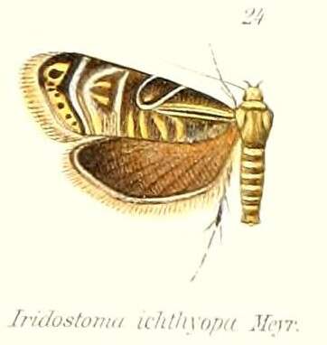 Image of Iridostoma