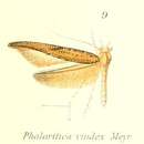 Plancia ëd Phalaritica vindex Meyrick 1913