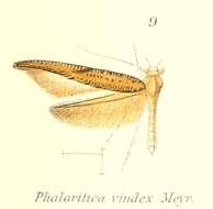 Plancia ëd Phalaritica vindex Meyrick 1913