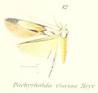 Слика од Pachyrhabda