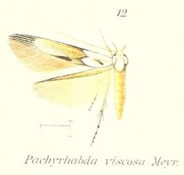 Image of Pachyrhabda