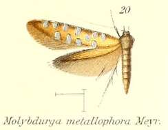 Слика од Molybdurga