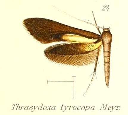 Image of Thrasydoxa