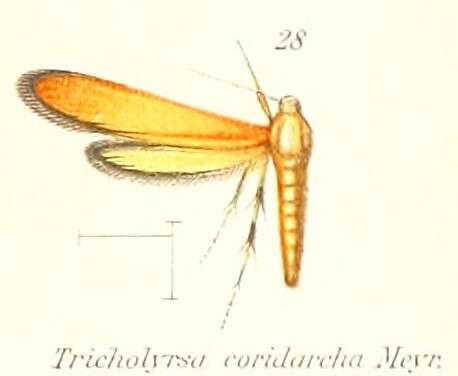 Image of Trichothyrsa