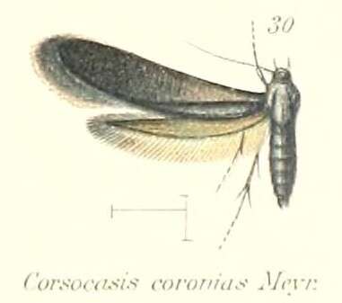 Image of Corsocasis