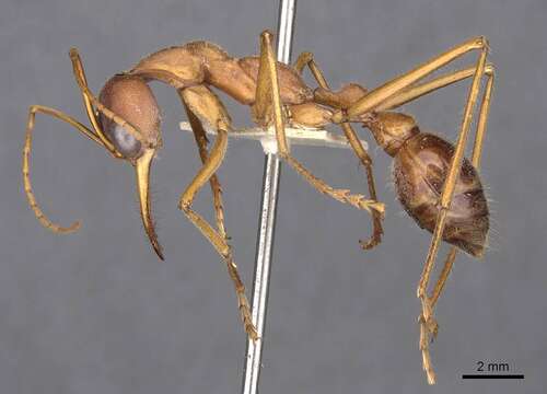 Image of Myrmecia vindex Smith 1858