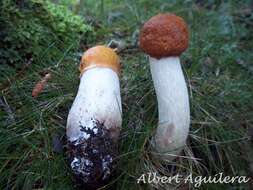 Image of Leccinum albostipitatum den Bakker & Noordel. 2005