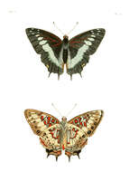 Imagem de Charaxes etesipe Godart 1824