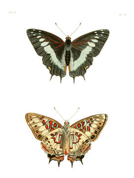 Imagem de Charaxes etesipe Godart 1824