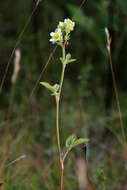 Image of Tall Woodbeauty