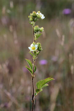 Image of Tall Woodbeauty