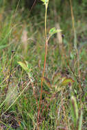 Image of Tall Woodbeauty