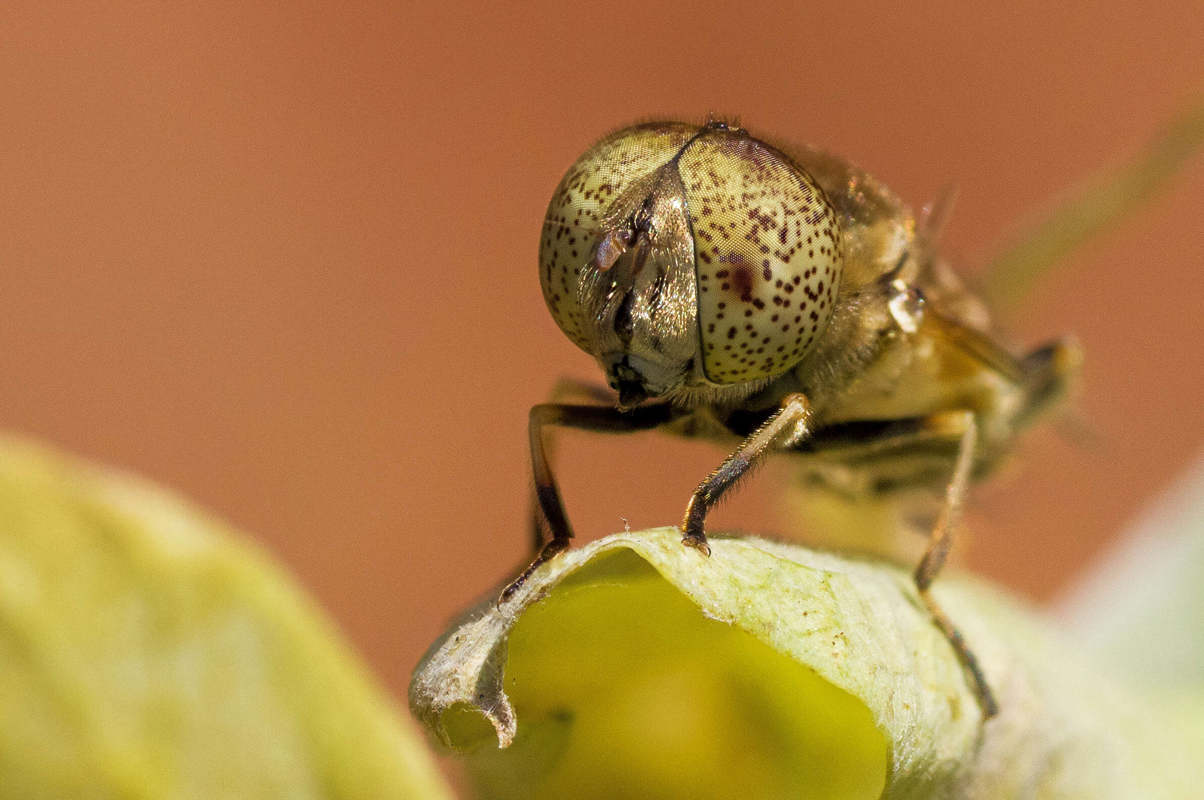 صورة Eristalinus megacephalus (Rossi 1794)