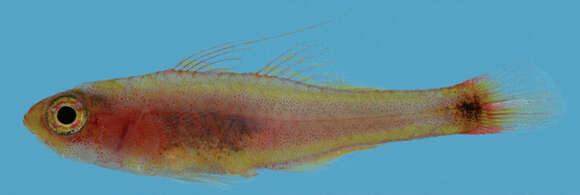 Image of Nasal dwarfgoby