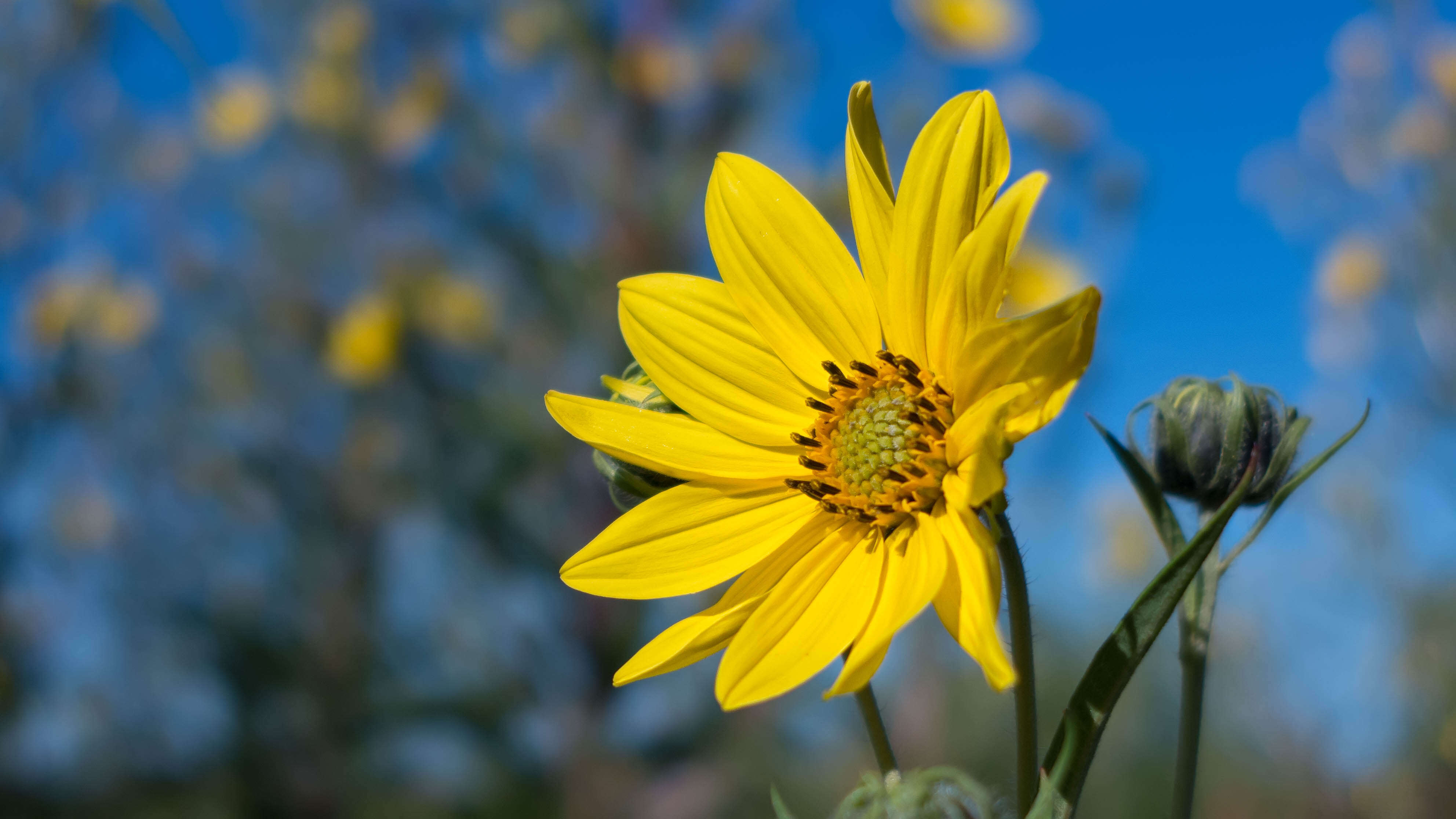 Image of giant sunflower