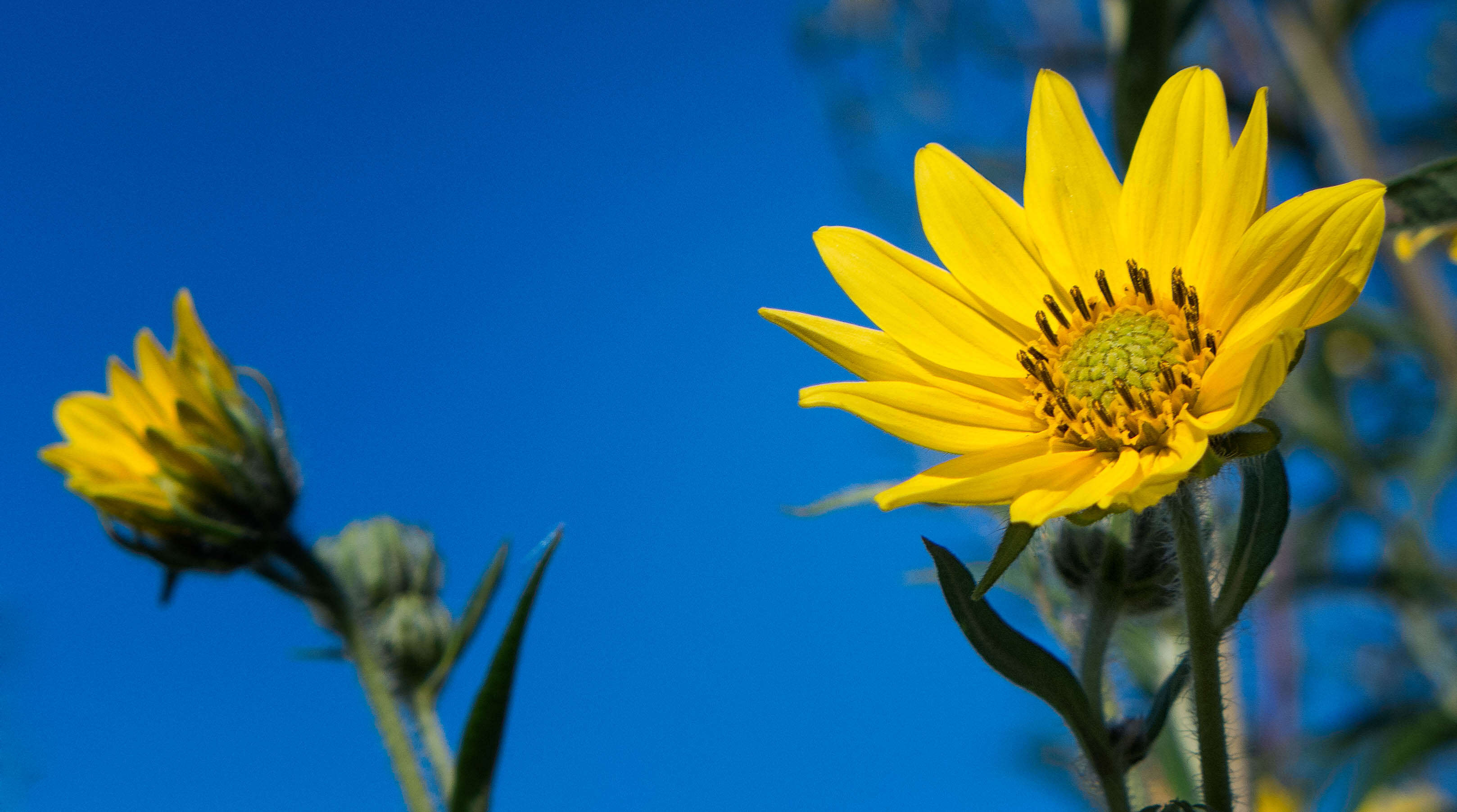 Image of giant sunflower