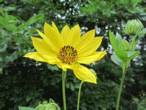 Image of giant sunflower