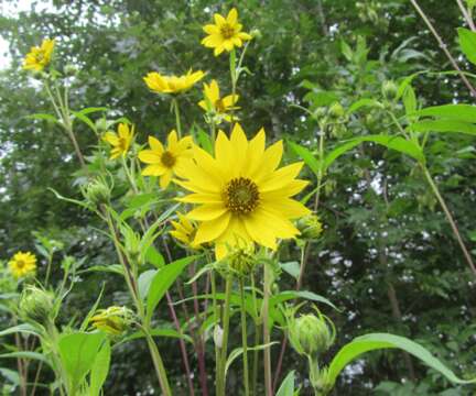 Image of giant sunflower