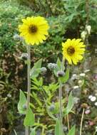 Image of ashy sunflower