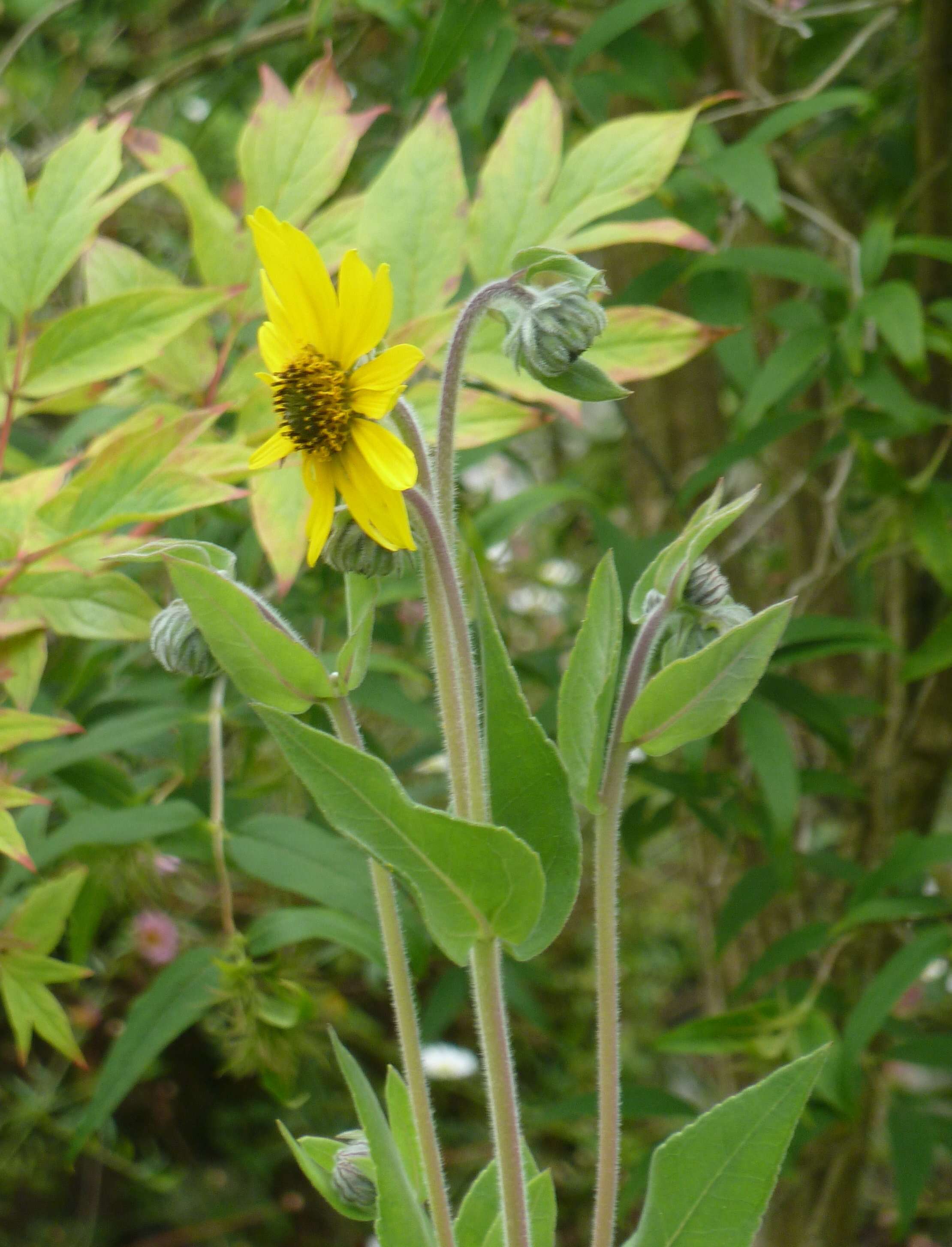 Image of ashy sunflower