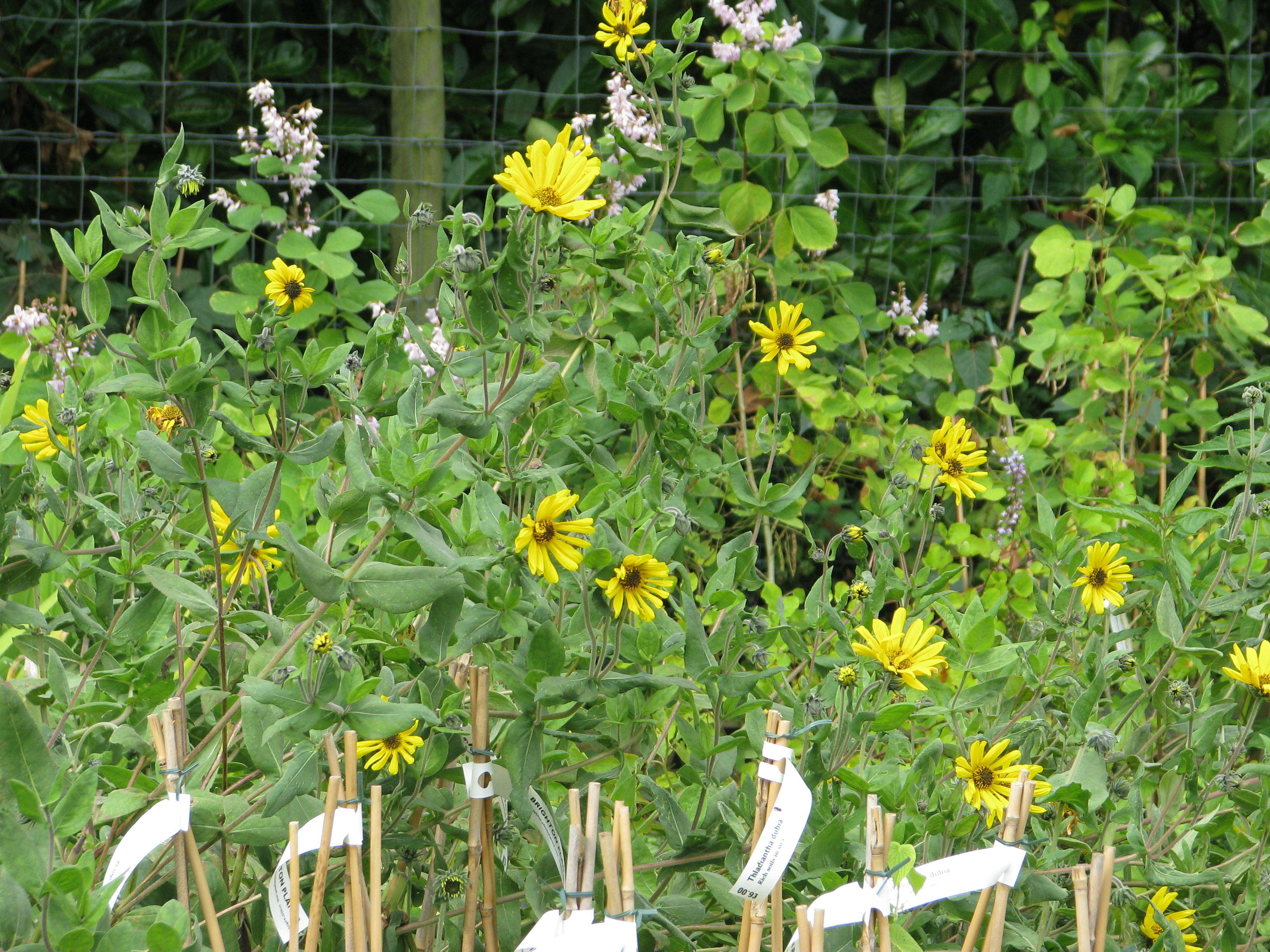 Image of ashy sunflower