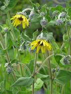 Image of ashy sunflower