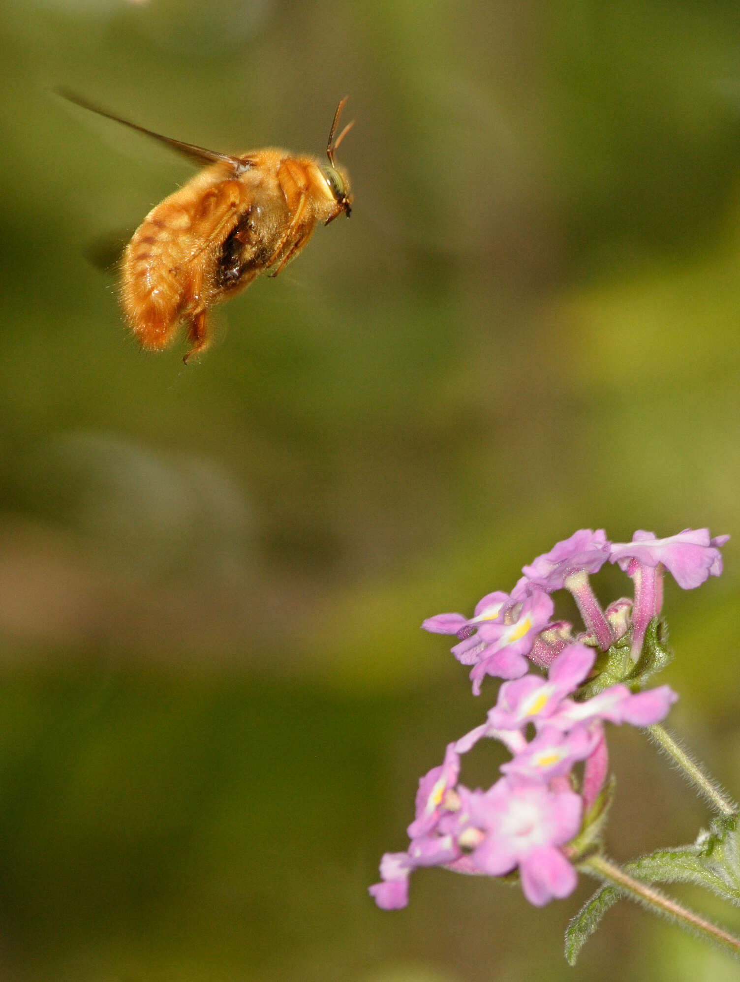 Xylocopa varipuncta Patton 1879 resmi