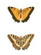 Image of Charaxes pollux