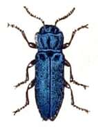 Image of European Oak Borer