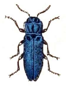 Image of European Oak Borer