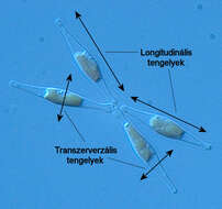 Image de Phaeodactylum tricornutum