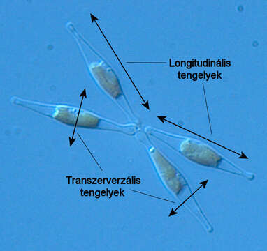 Image of Phaeodactylum tricornutum