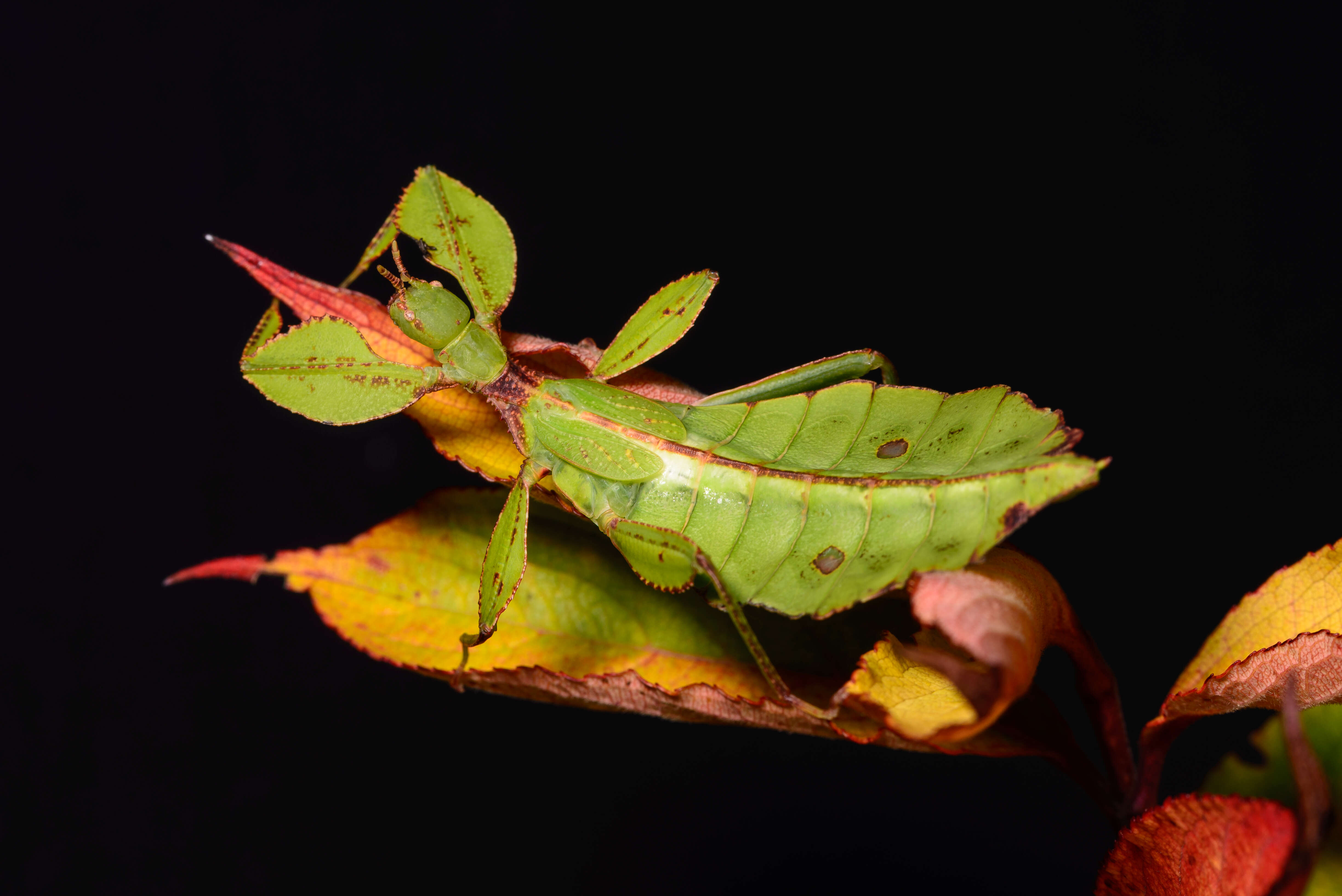 Image of Phyllium (Phyllium) philippinicum Hennemann, Conle, Gottardo & Bresseel 2009