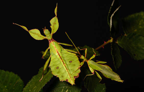 Image of Leaf insects