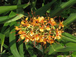 Image of Hedychium coccineum Buch.-Ham. ex Sm.