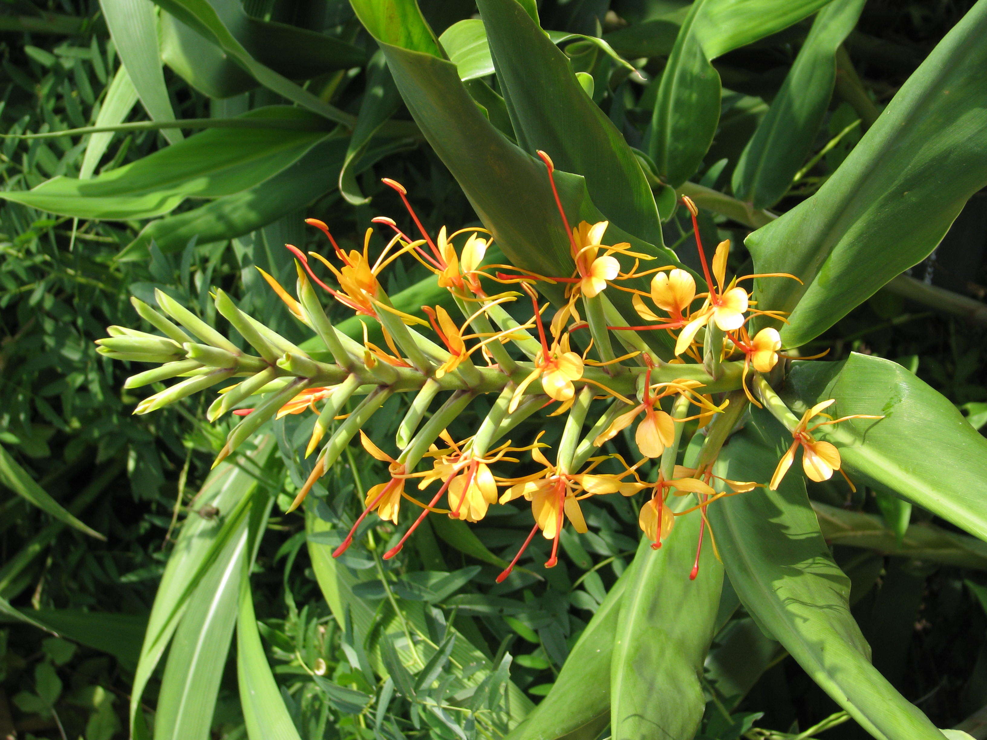 Image of Hedychium coccineum Buch.-Ham. ex Sm.