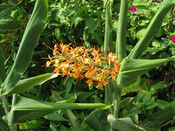 Image of Hedychium coccineum Buch.-Ham. ex Sm.