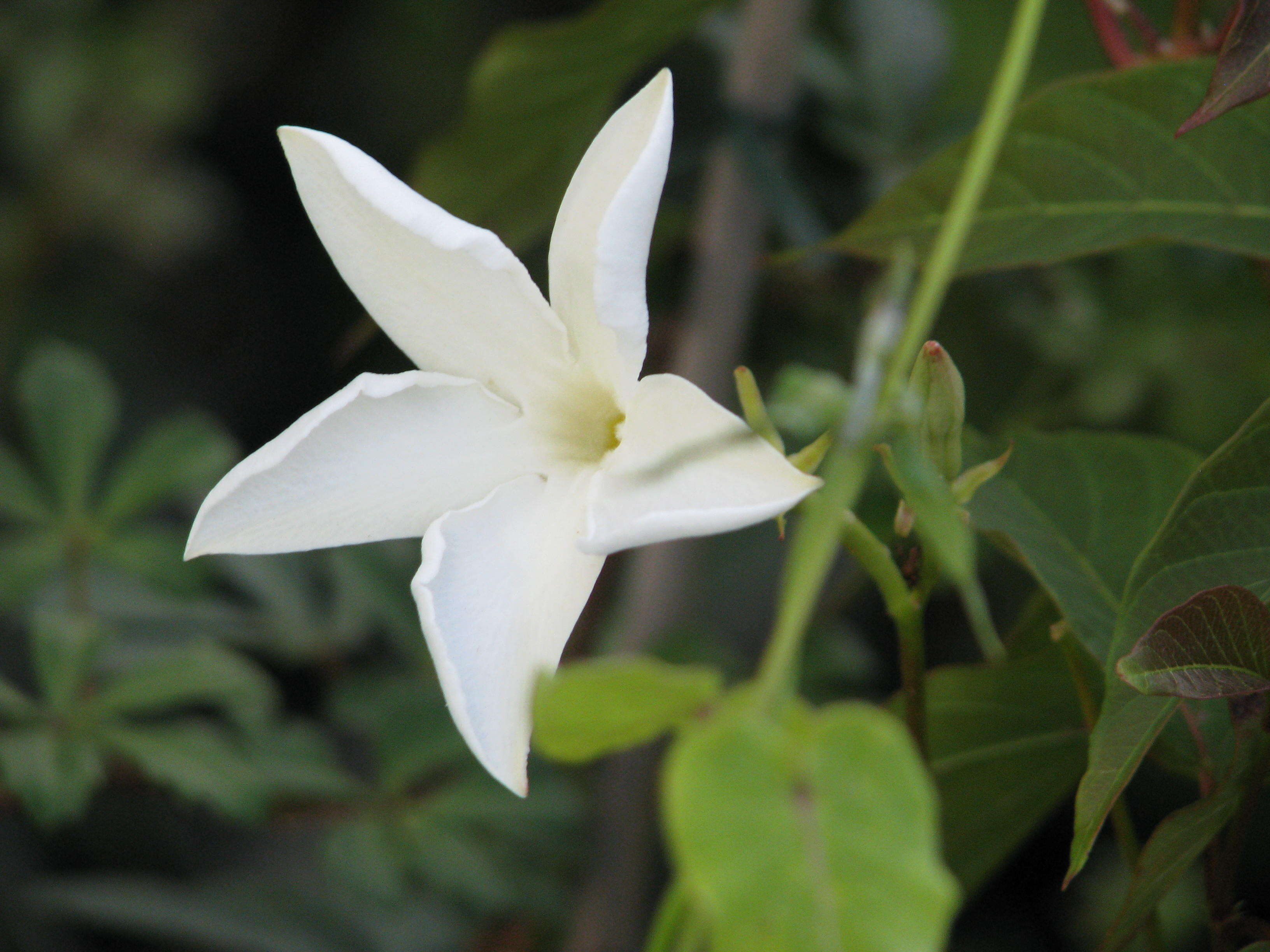 Image of Mandevilla laxa (Ruiz & Pav.) R. E. Woodson