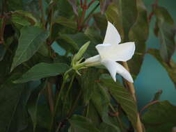 صورة Mandevilla laxa (Ruiz & Pav.) R. E. Woodson