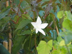 Image of Mandevilla laxa (Ruiz & Pav.) R. E. Woodson