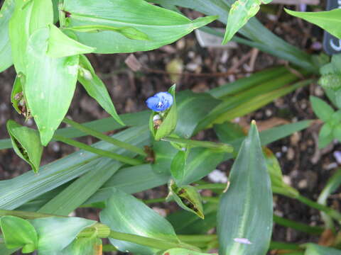 Imagem de Commelina tuberosa L.