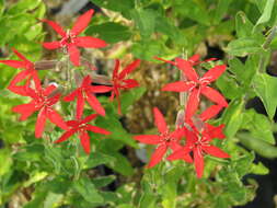 صورة Silene regia Sims