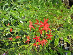 Image of royal catchfly