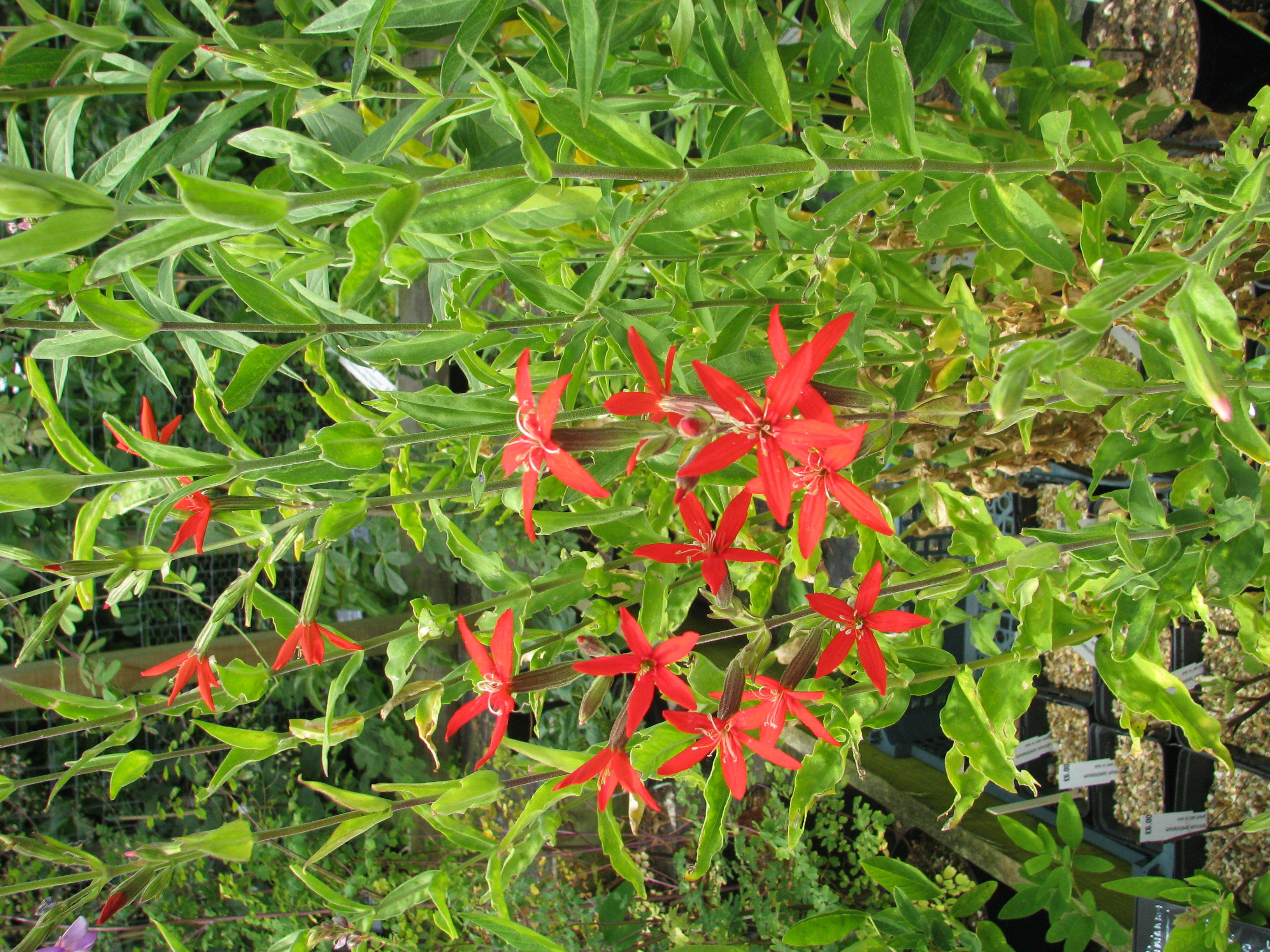 Image of royal catchfly