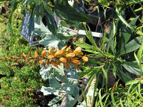 Image of Digitalis canariensis L.